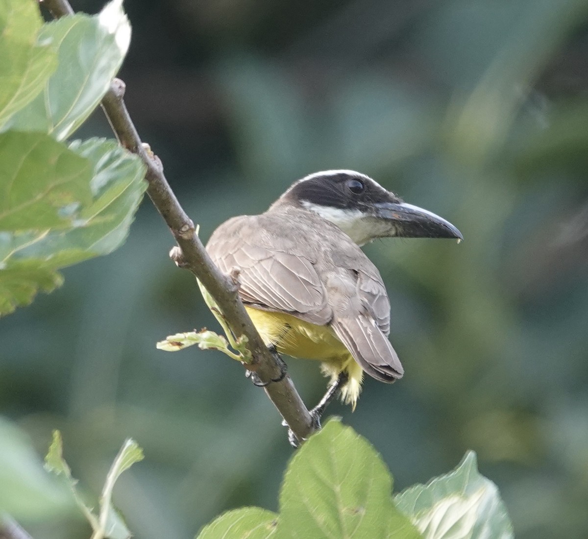 Пітанга-великодзьоб - ML645272726