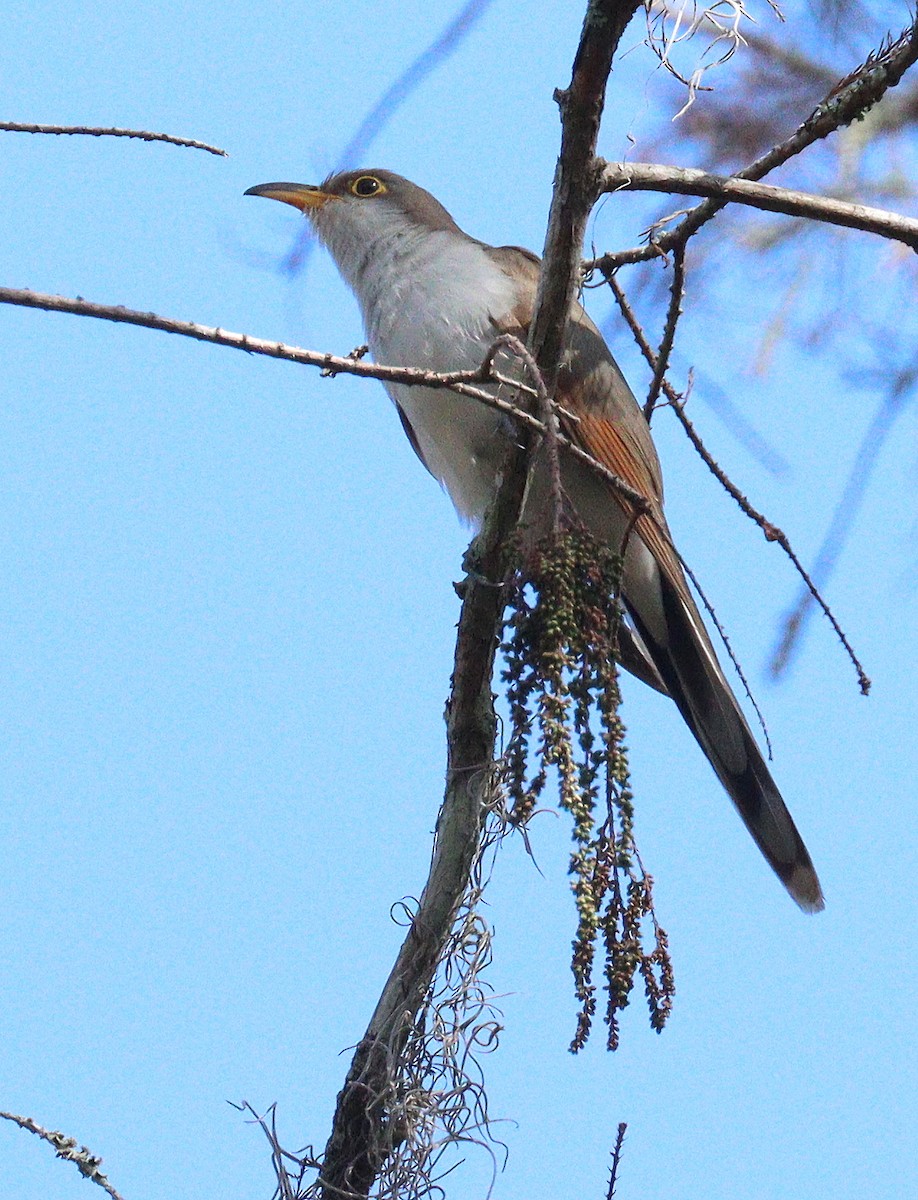 Желтоклювая пиайя - ML645272747