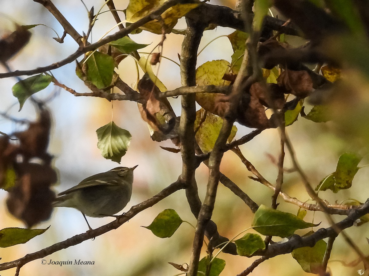 Yellow-browed Warbler - ML645272755