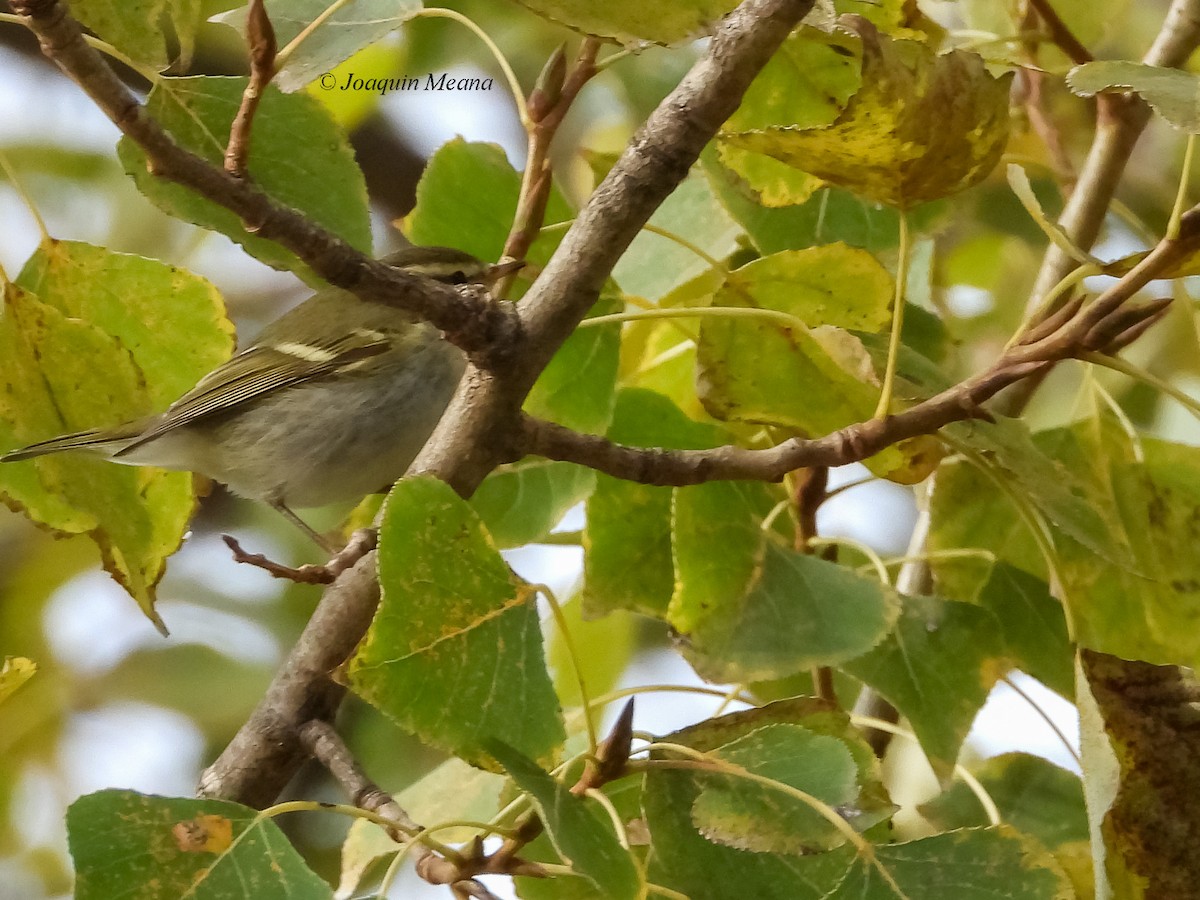 Yellow-browed Warbler - ML645272756