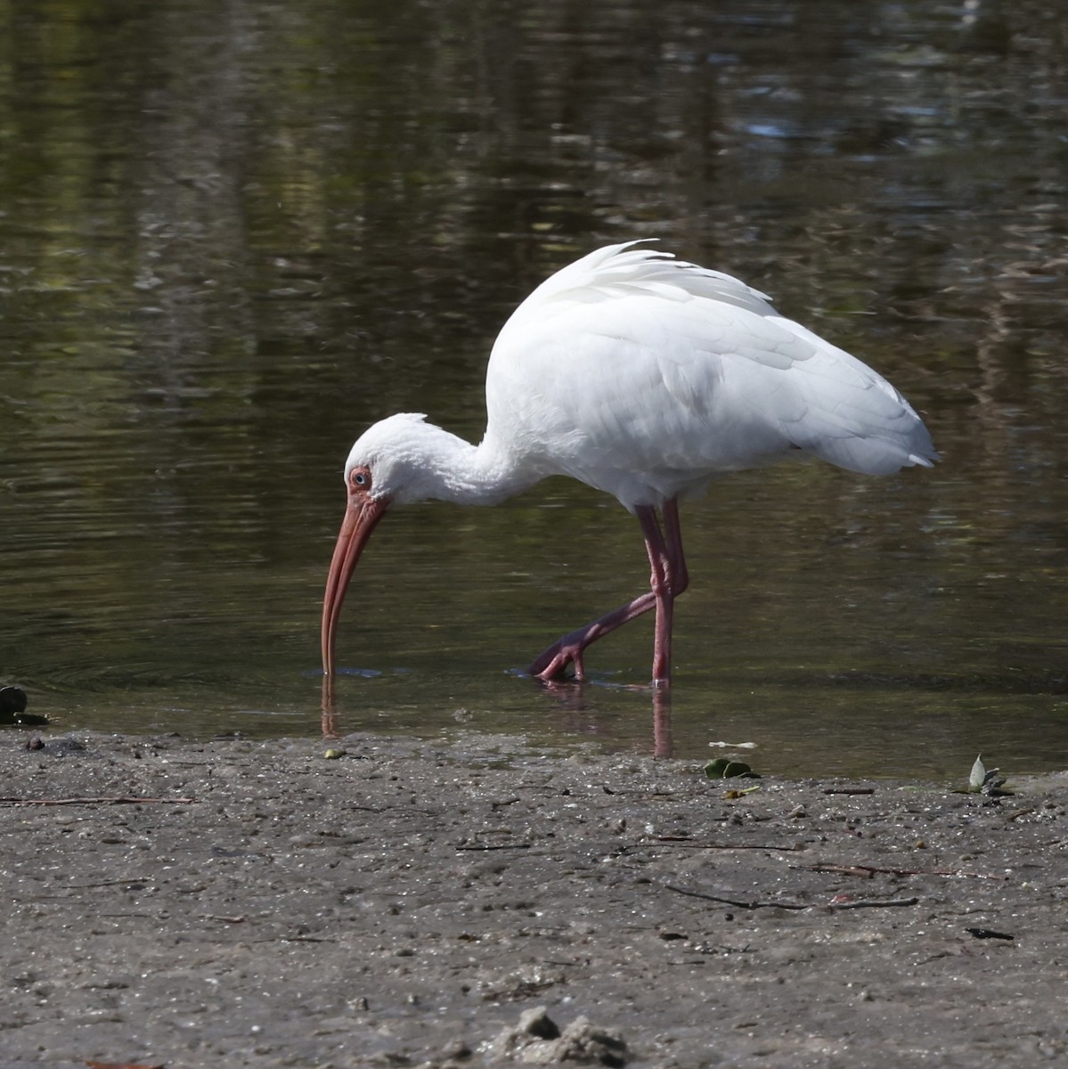 Ak Aynak - ML645272759