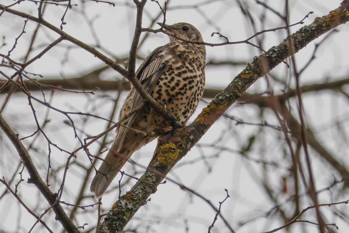 drozd brávník - ML645272765