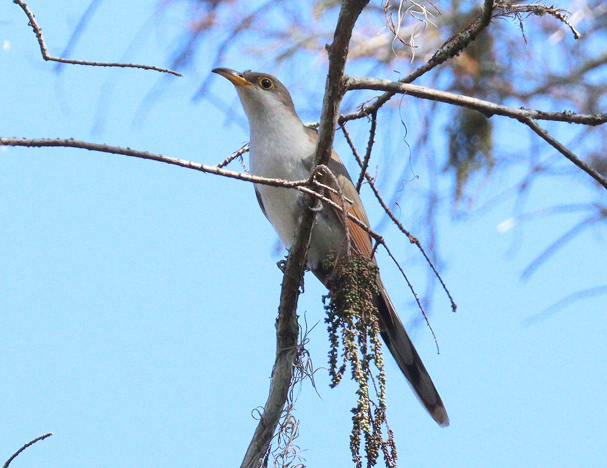 Желтоклювая пиайя - ML645272767