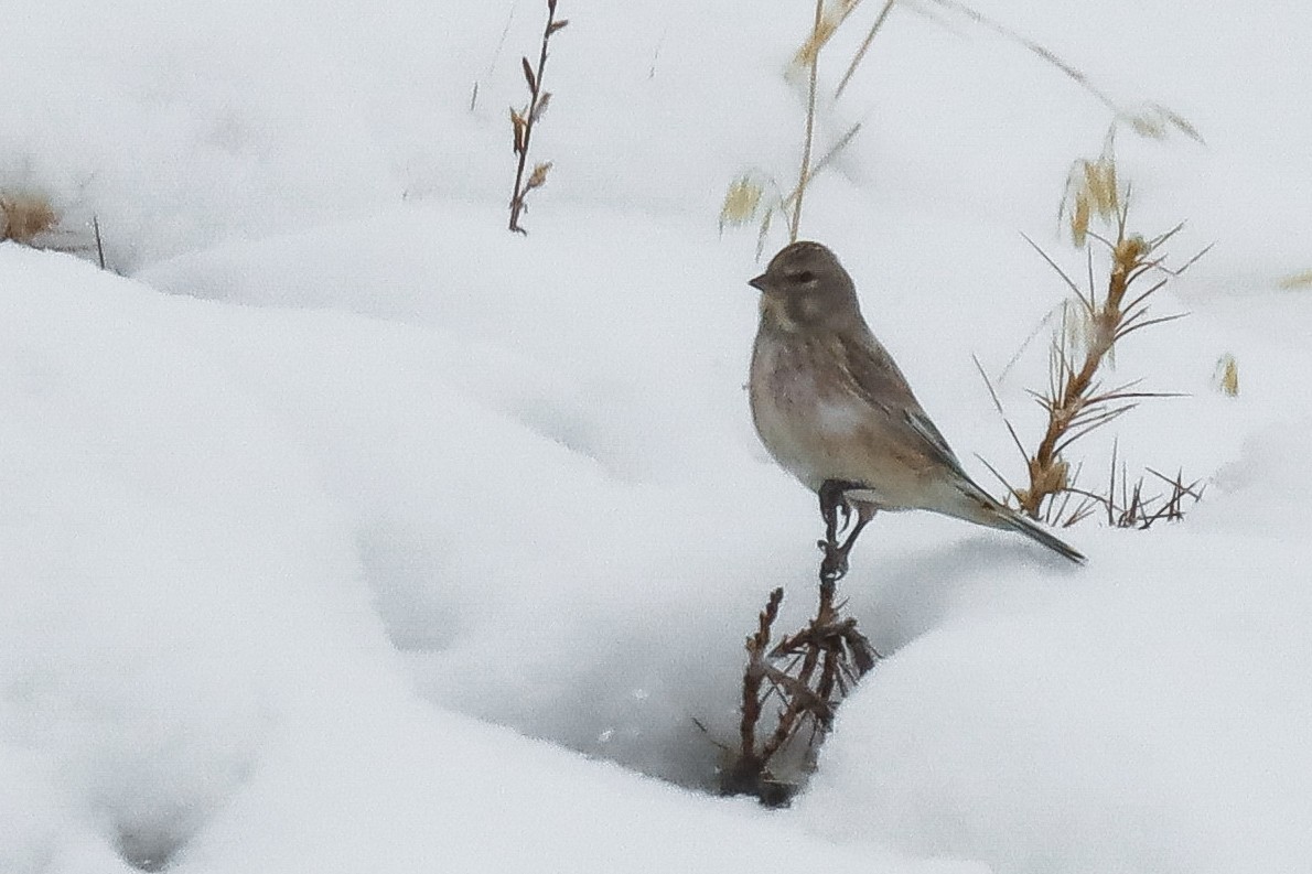 Eurasian Linnet - ML645272769