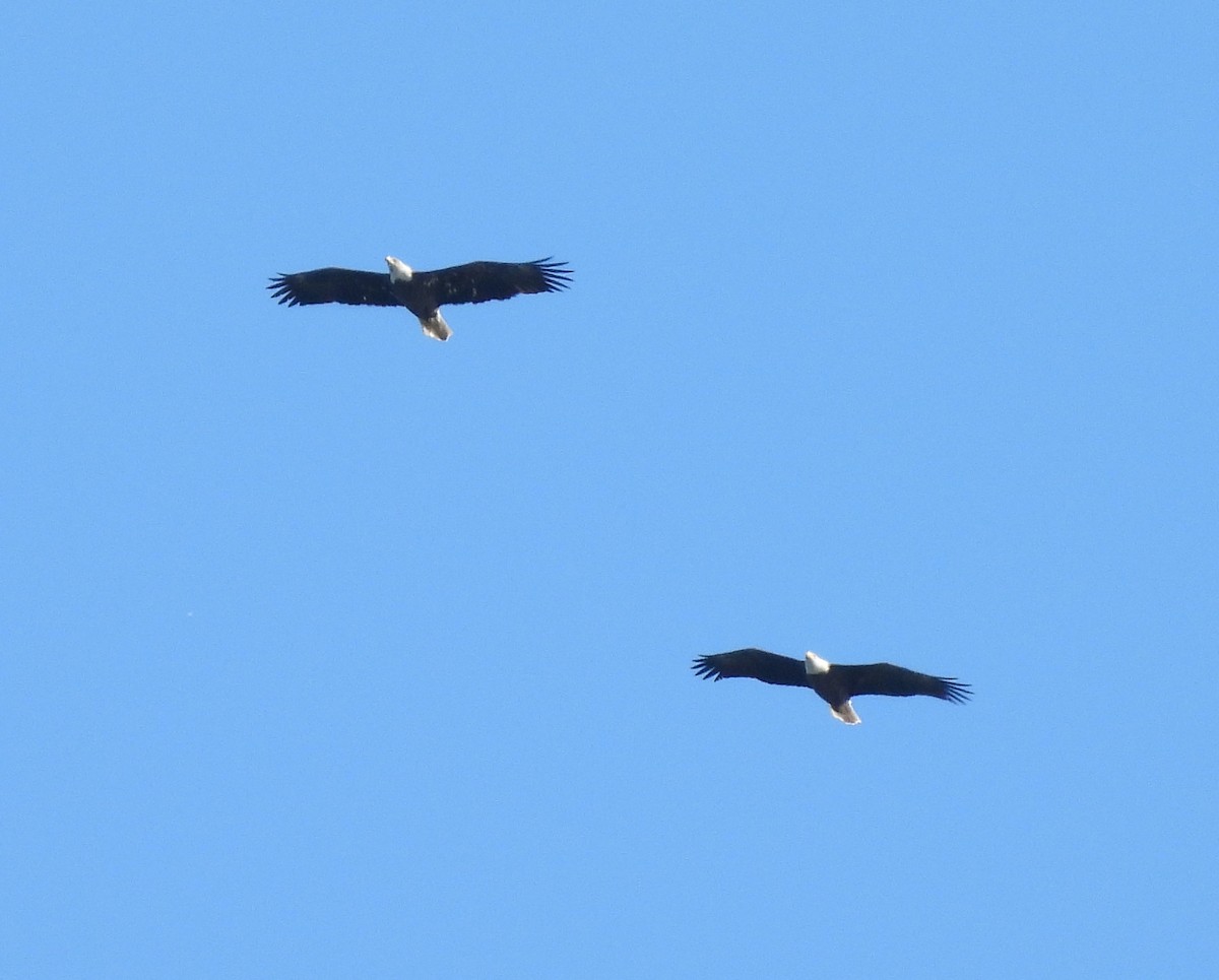 Орлан білоголовий - ML645272770