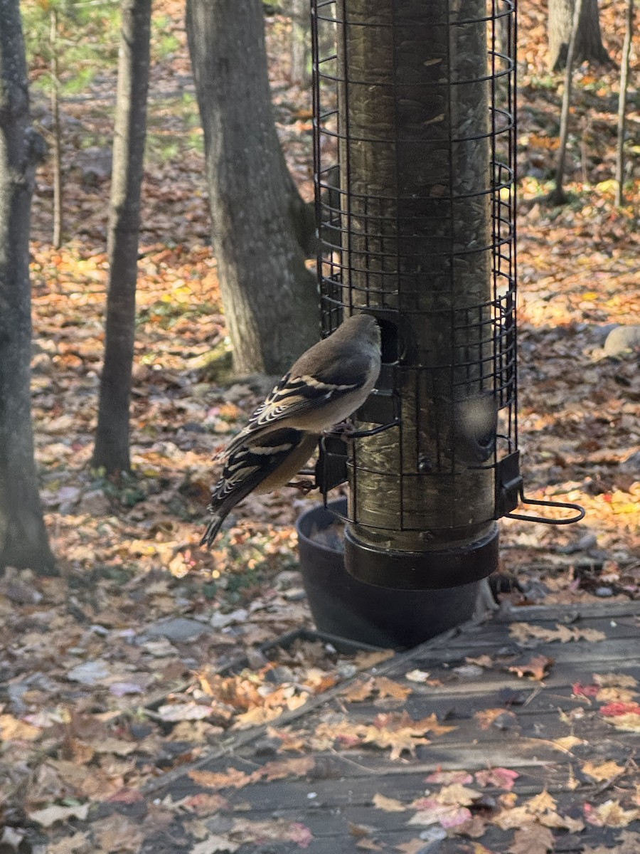 Altın İskete - ML645272790