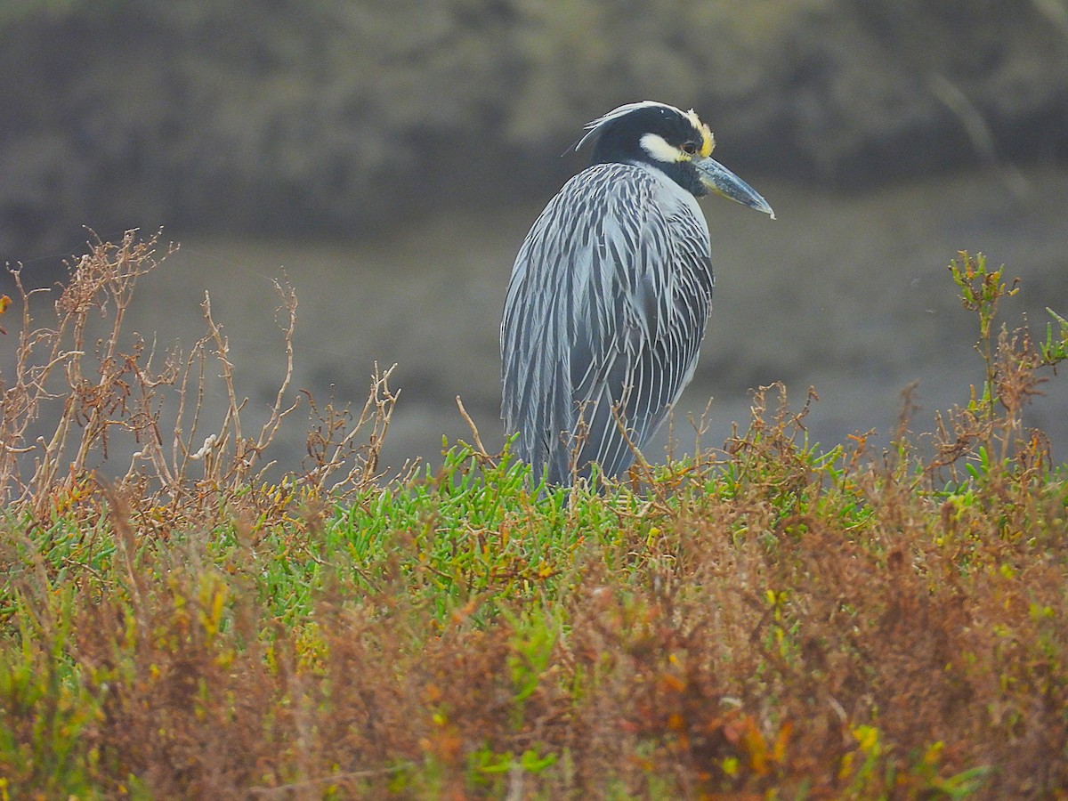 אנפת לילה צהובת-כיפה - ML645272796