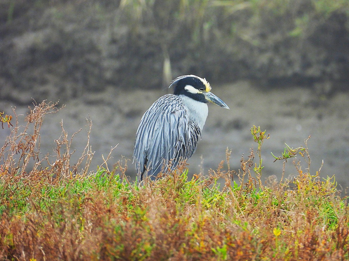אנפת לילה צהובת-כיפה - ML645272798