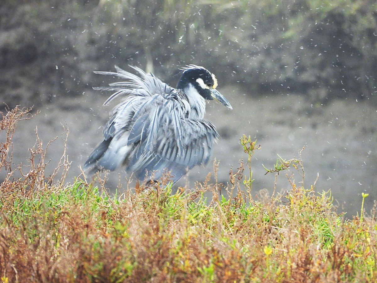אנפת לילה צהובת-כיפה - ML645272799