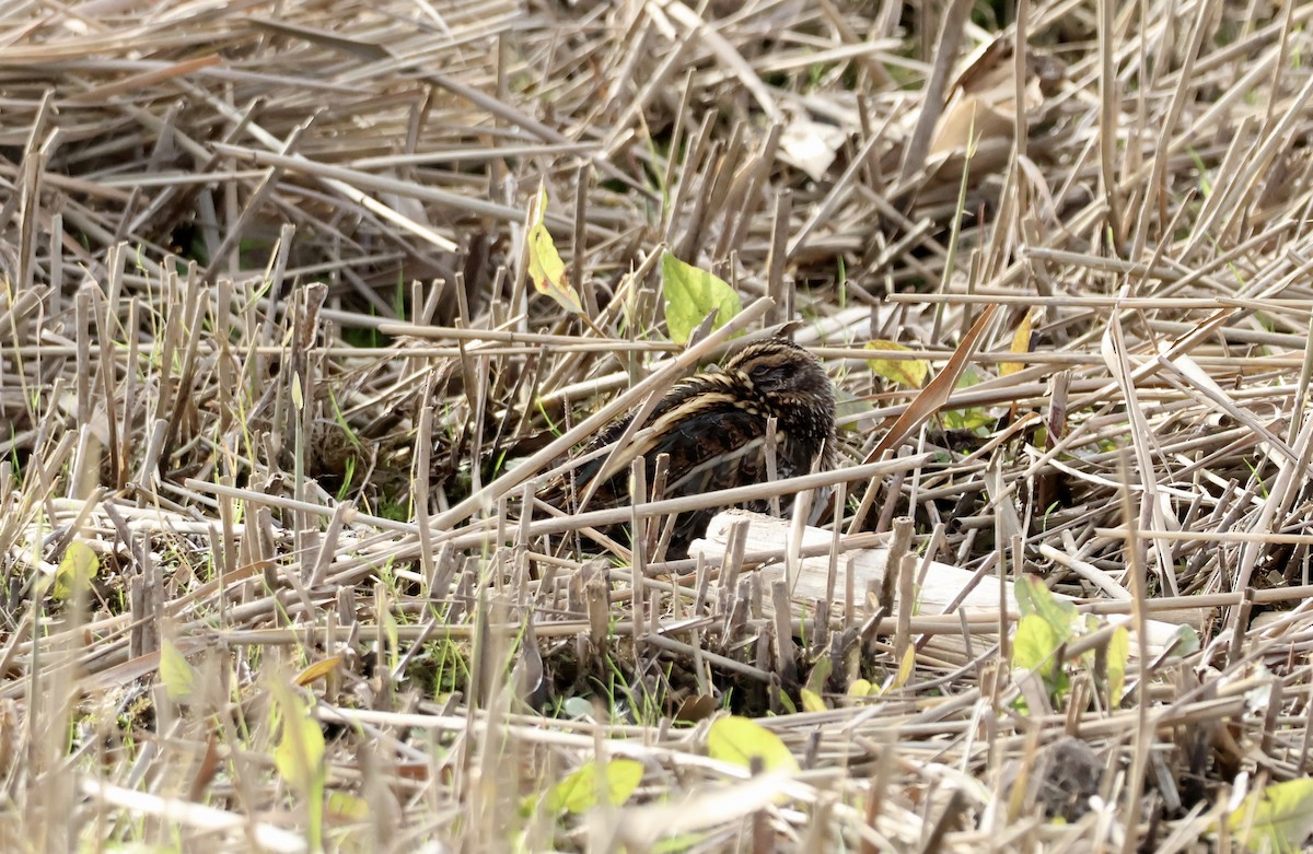 Jack Snipe - ML645272802