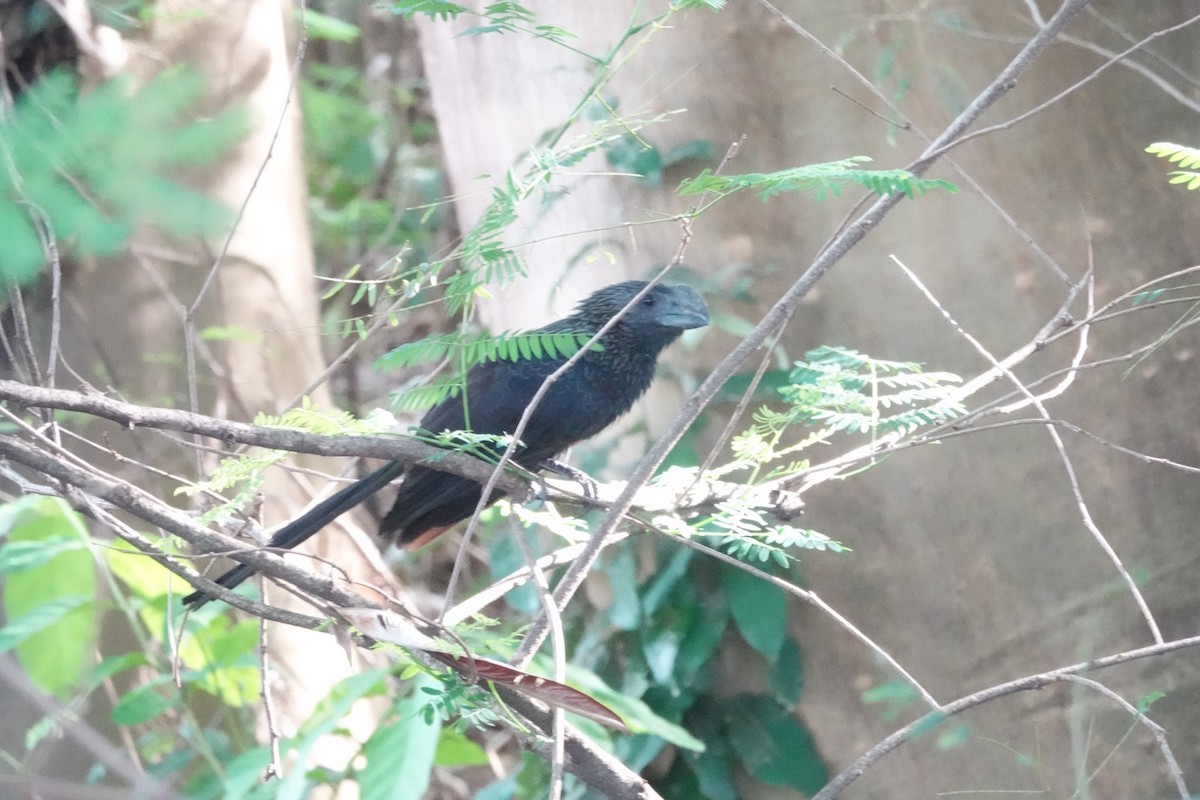 Smooth-billed Ani - ML645272810