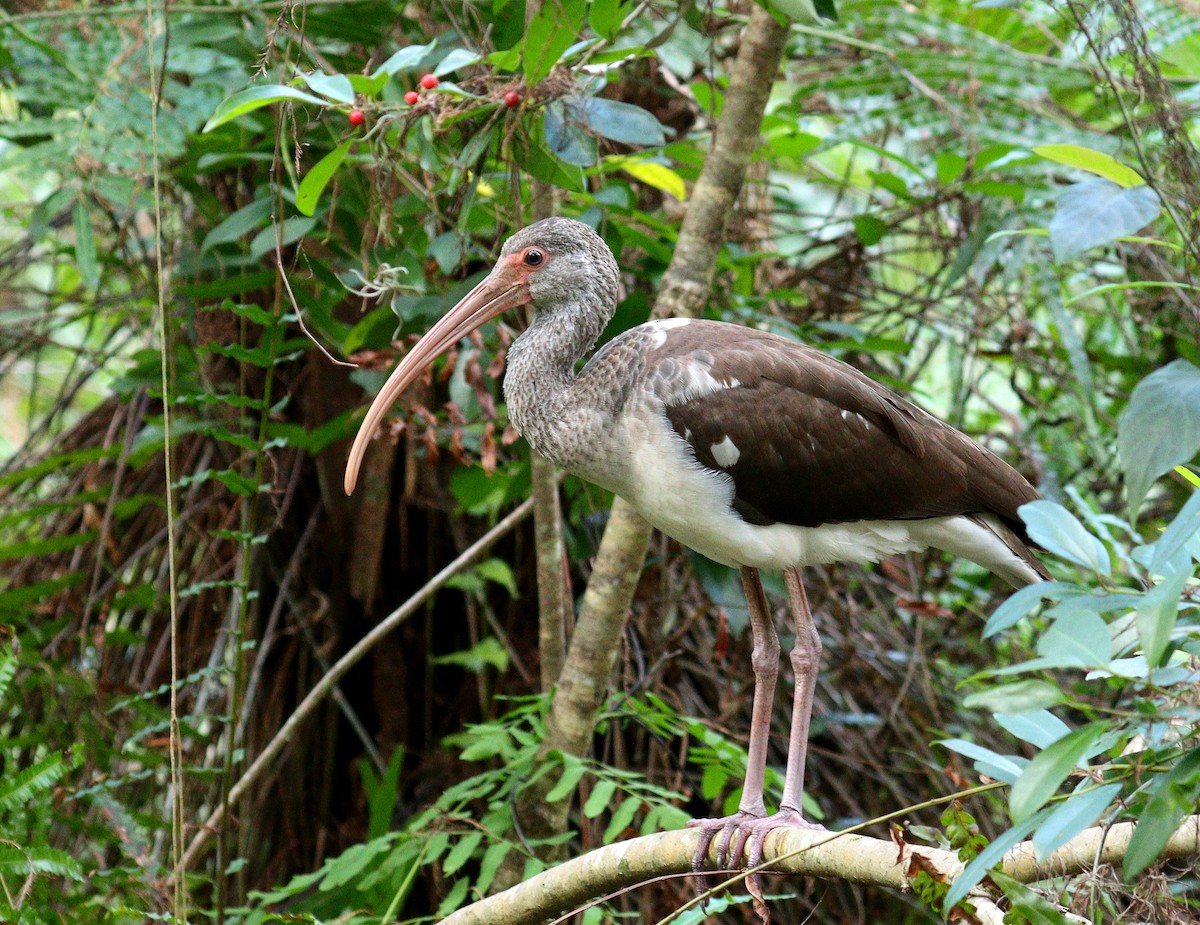 Ak Aynak - ML645272812