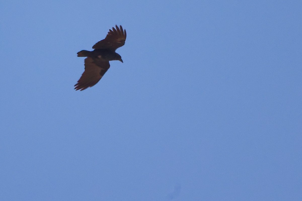 Kısa Kuyruklu Kuzgun - ML645272817