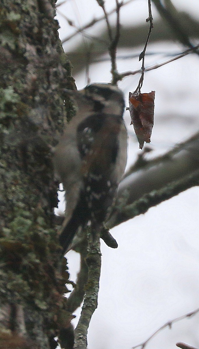 Downy Woodpecker - ML645272823
