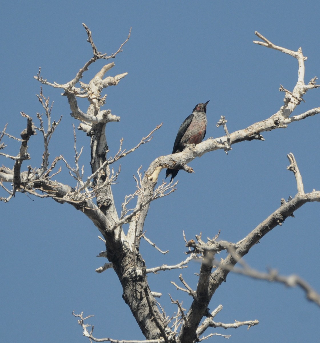 Lewis's Woodpecker - ML645272835