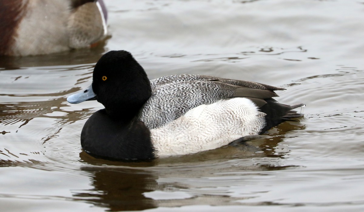 Lesser Scaup - ML645272836
