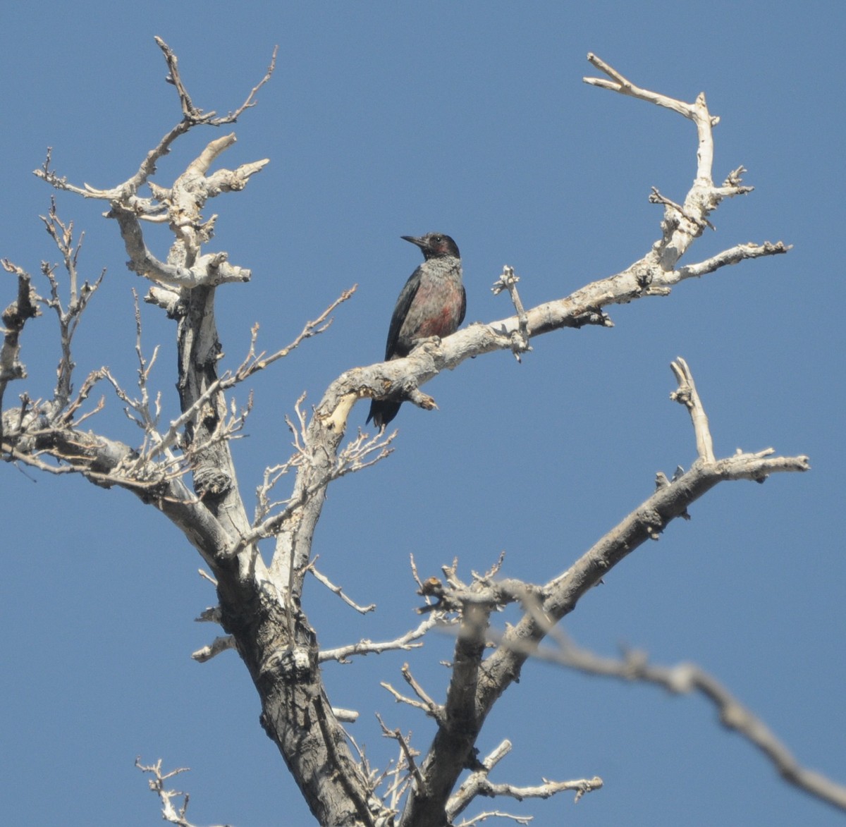 Lewis's Woodpecker - ML645272839