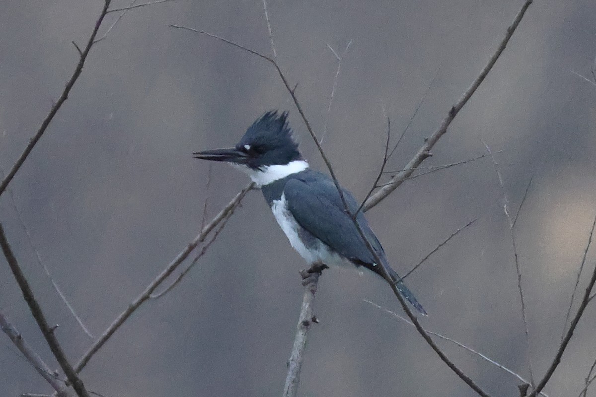 Martin handi iparramerikarra - ML645272844