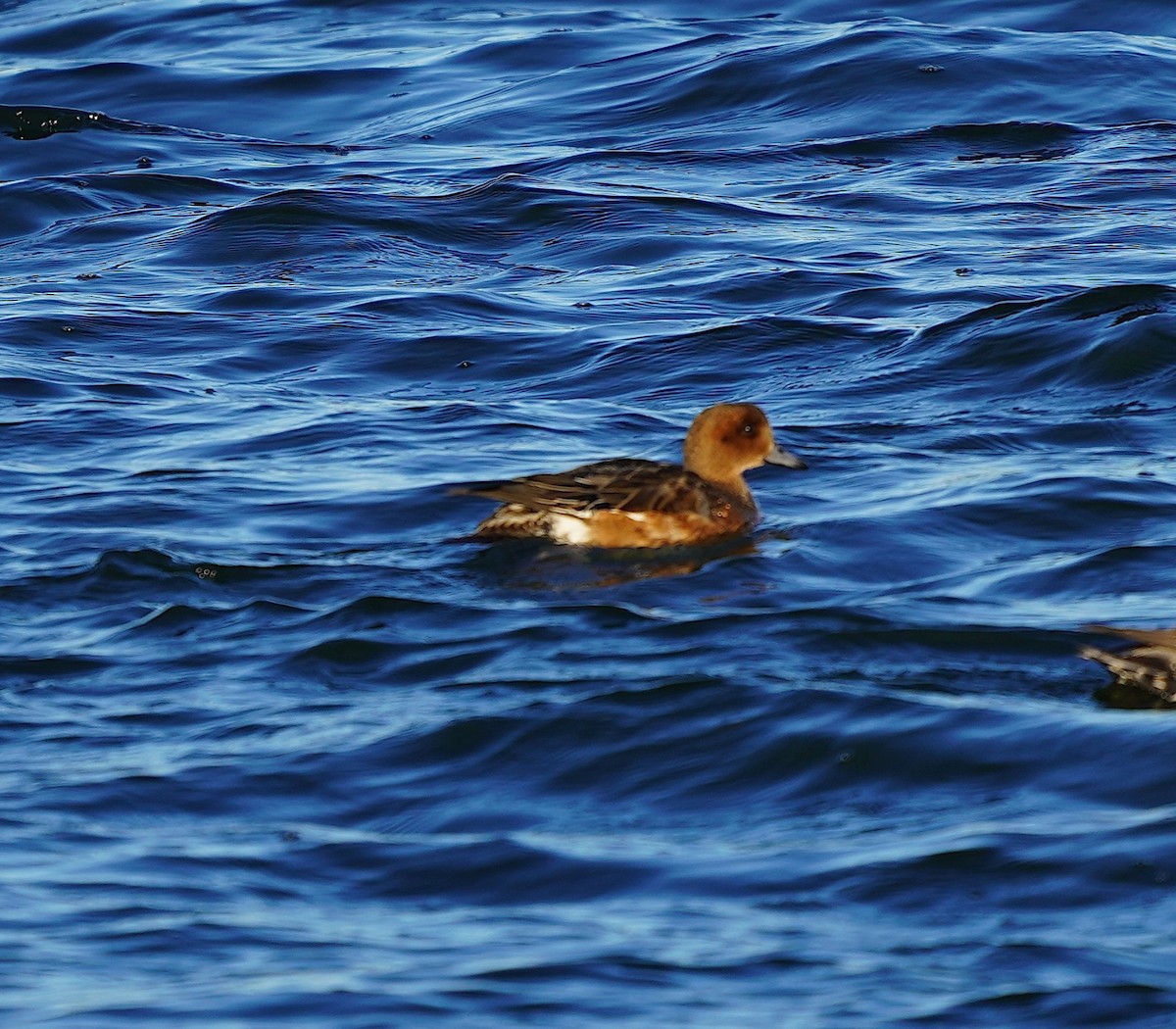 Eurasian Wigeon - ML645272857
