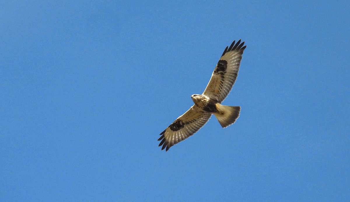 Rough-legged Hawk - ML645272859