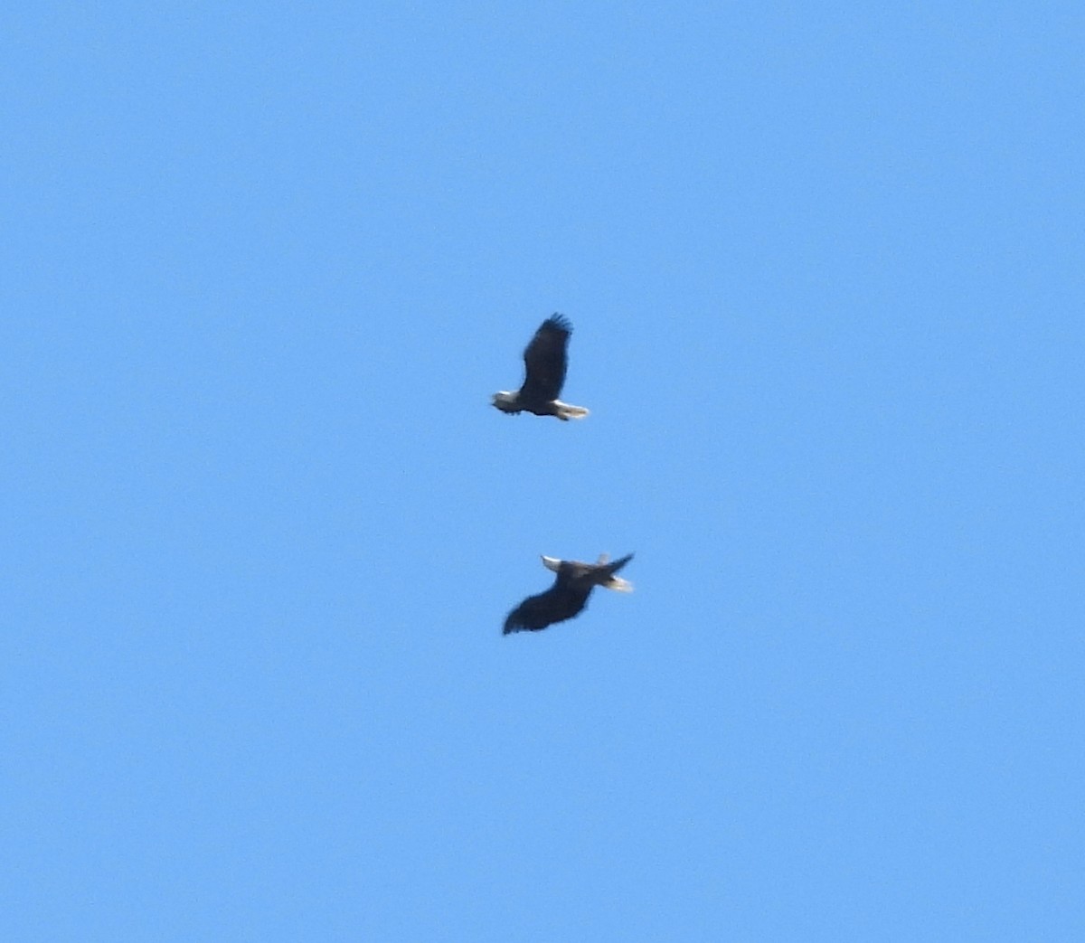 Орлан білоголовий - ML645272865