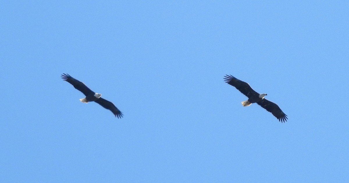 Орлан білоголовий - ML645272866