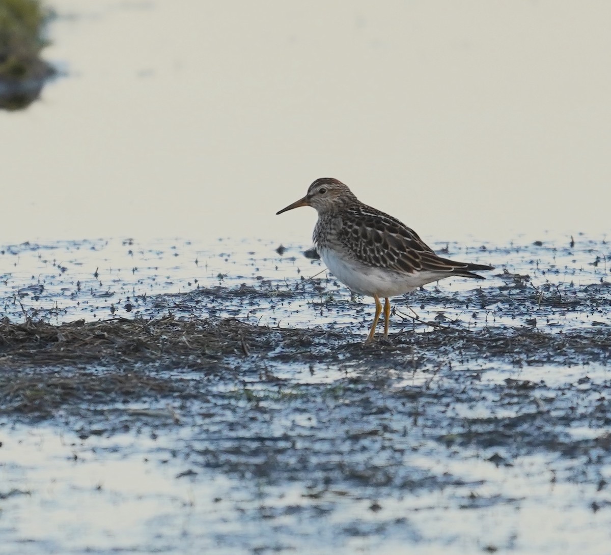 Pectoral Sandpiper - ML645272868