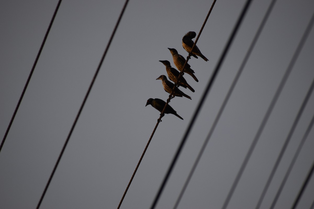 Красноглазый скворец - ML645272901