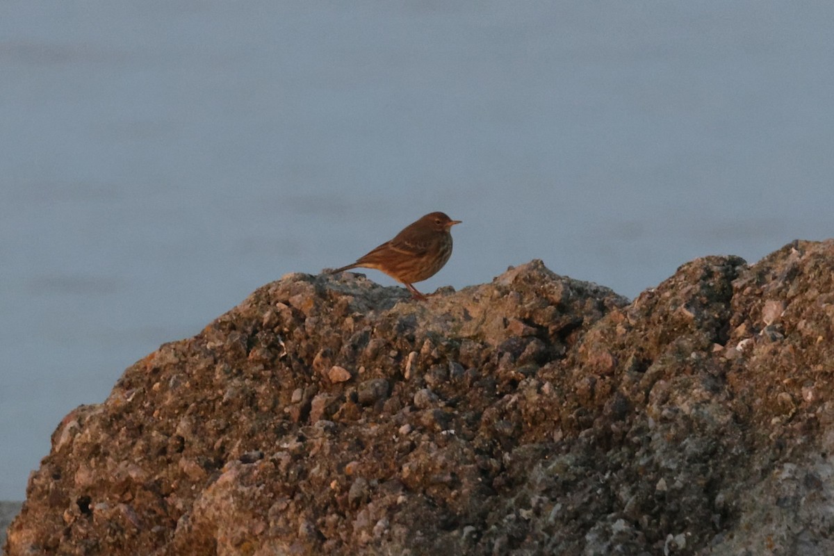 Rock Pipit - ML645272904