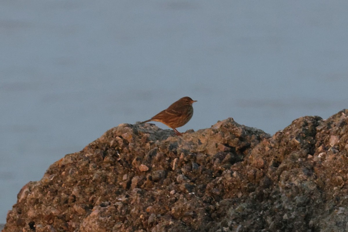 Rock Pipit - ML645272905