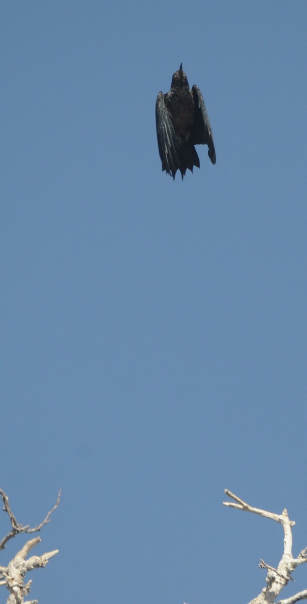 Lewis's Woodpecker - ML645272906