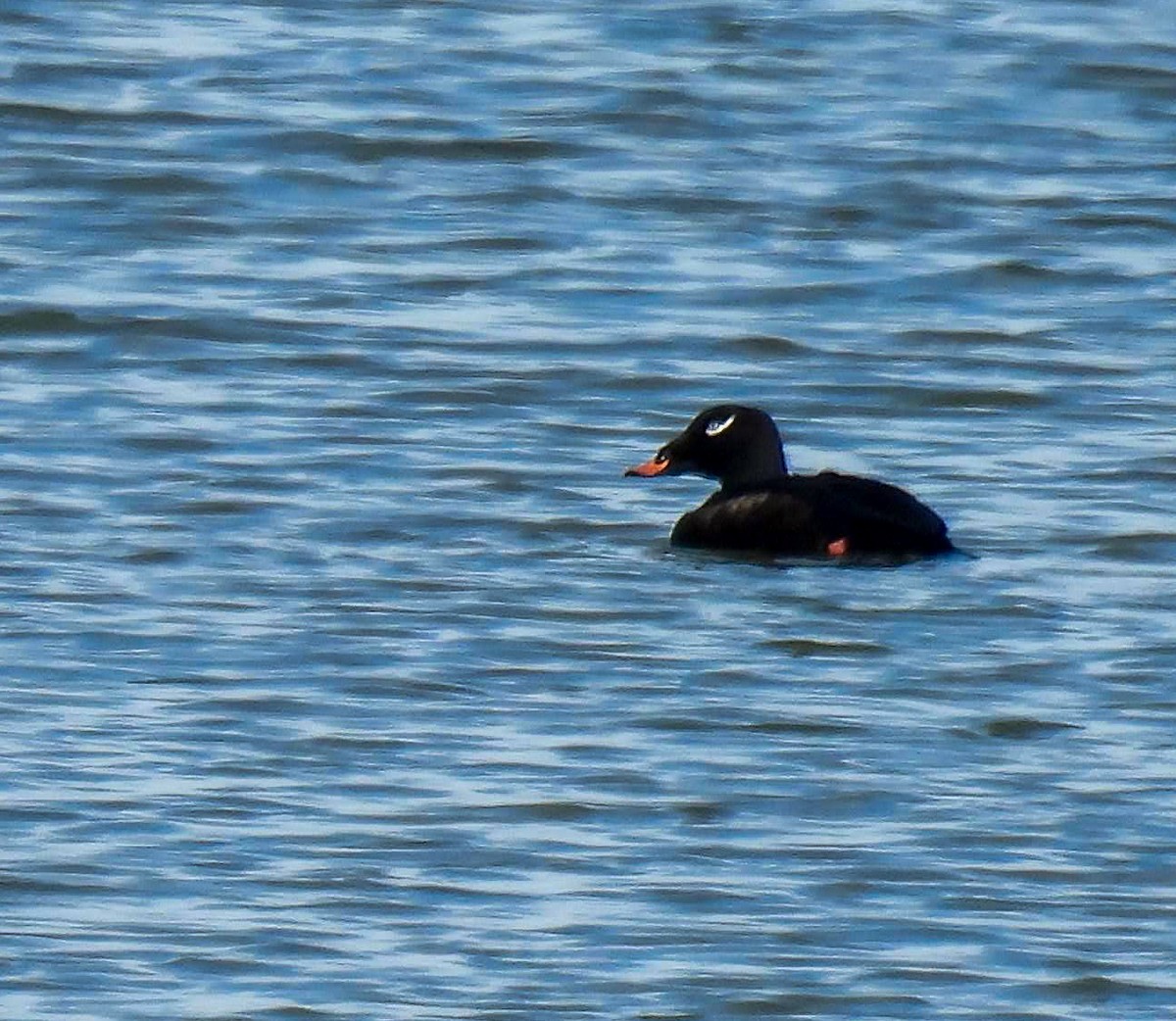 White-winged Scoter - ML645272907