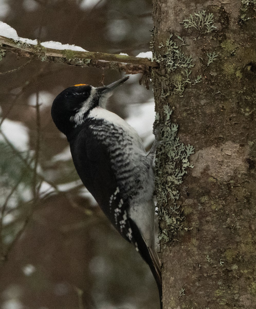 Black-backed Woodpecker - ML645272913