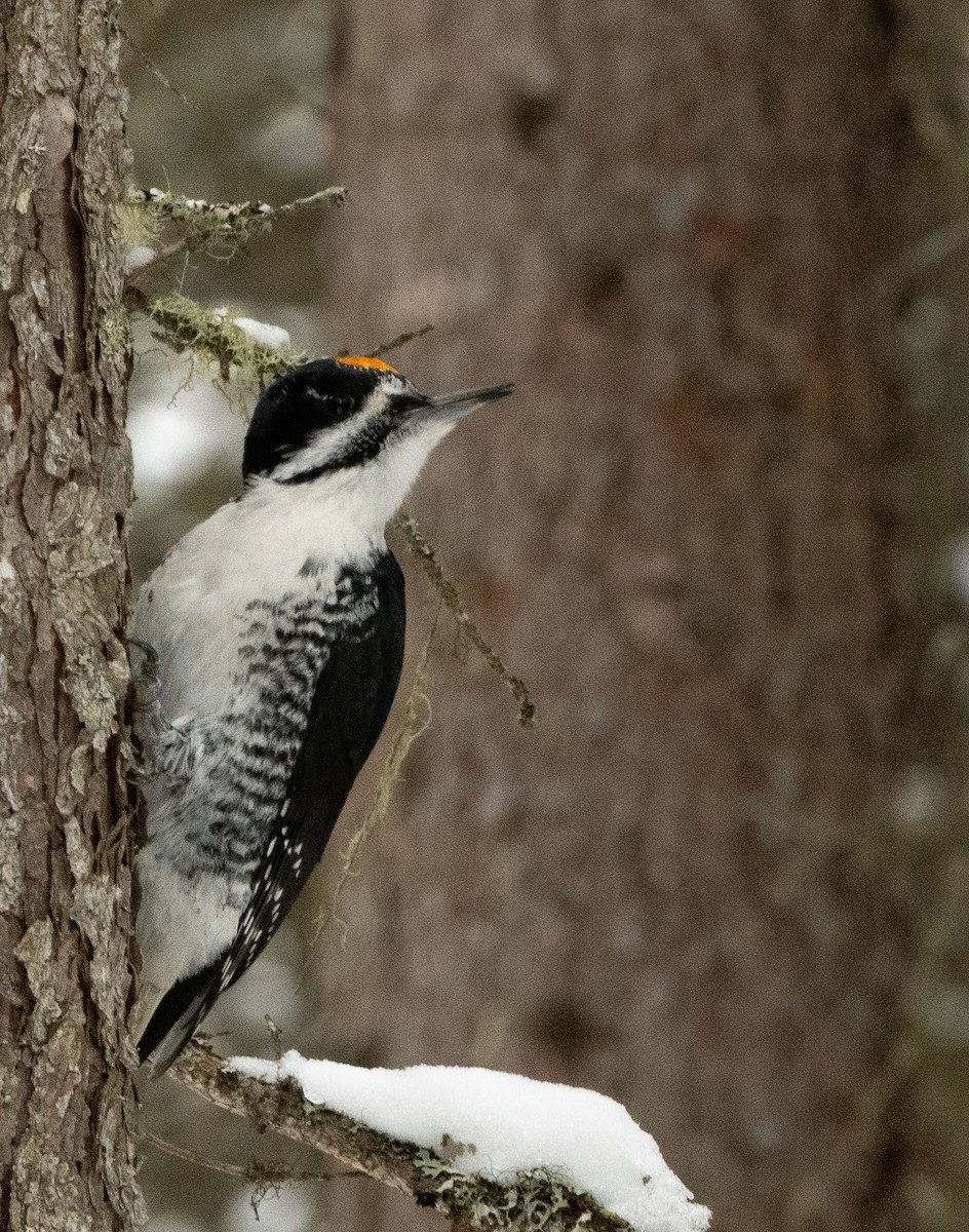 Black-backed Woodpecker - ML645272914