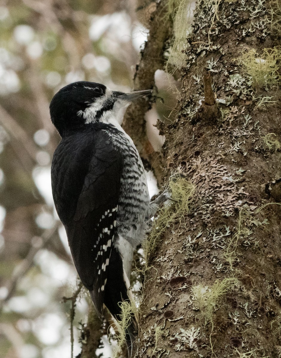 Black-backed Woodpecker - ML645272915
