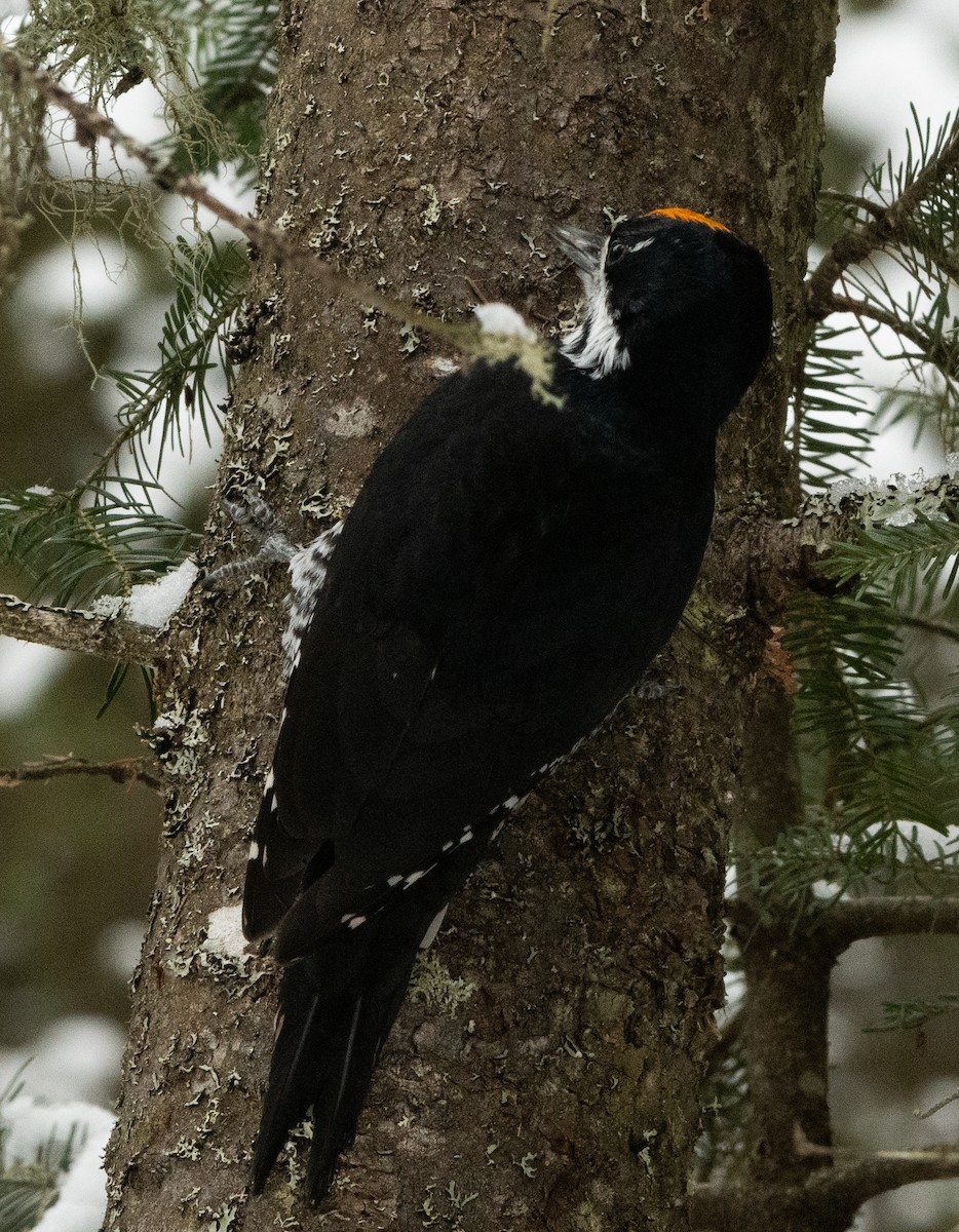 Black-backed Woodpecker - ML645272916