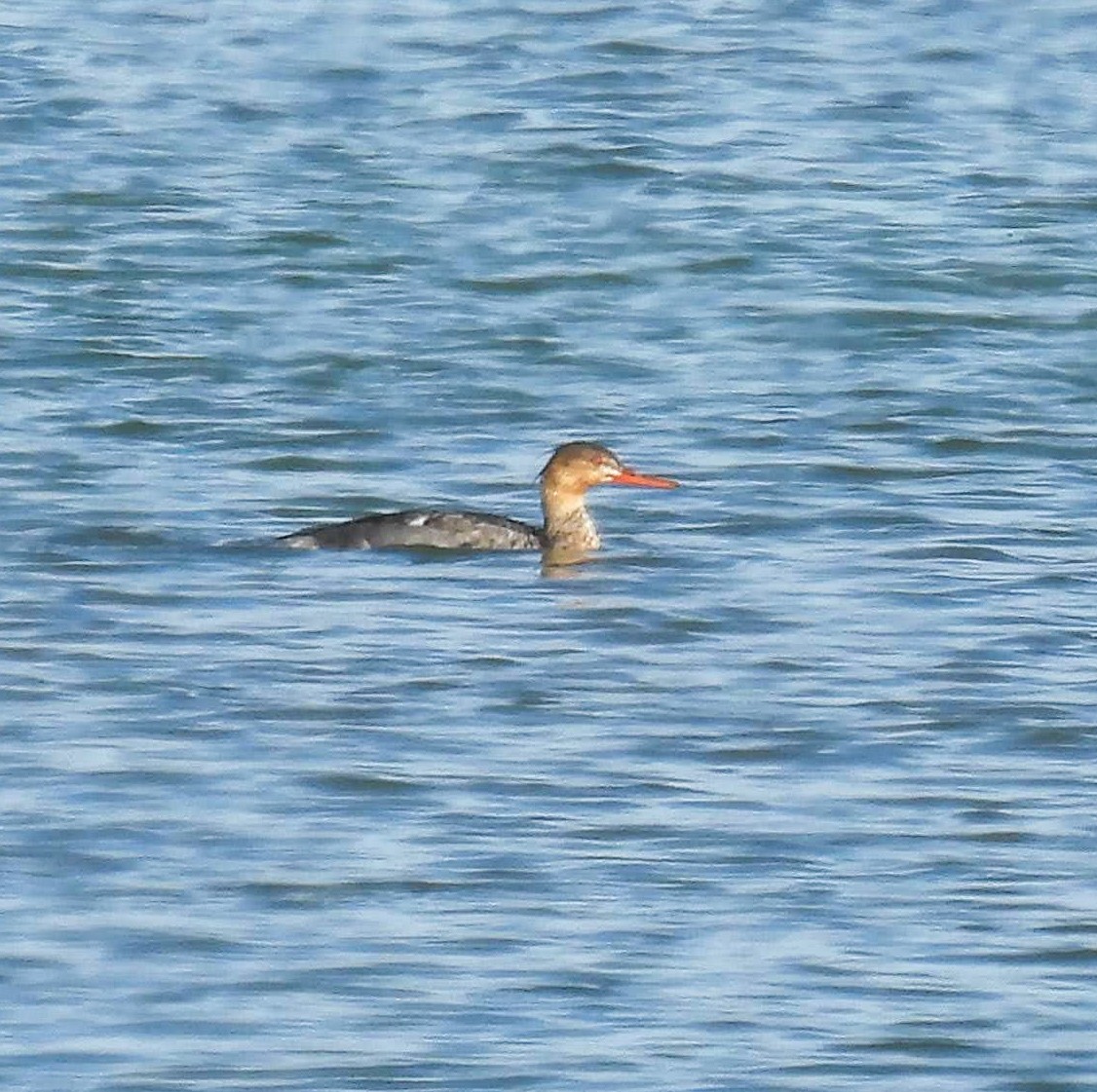 Red-breasted Merganser - ML645272917