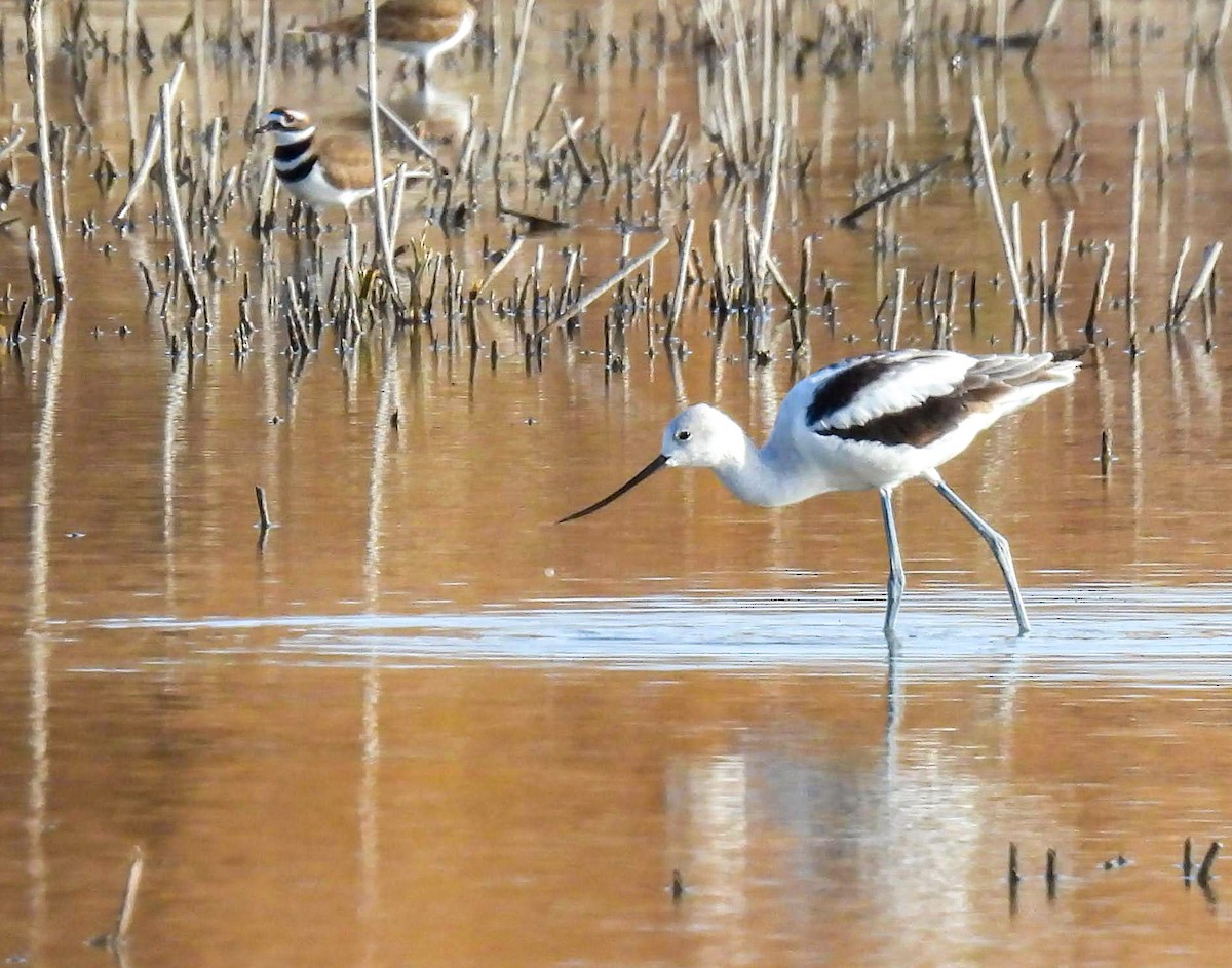 American Avocet - ML645272923