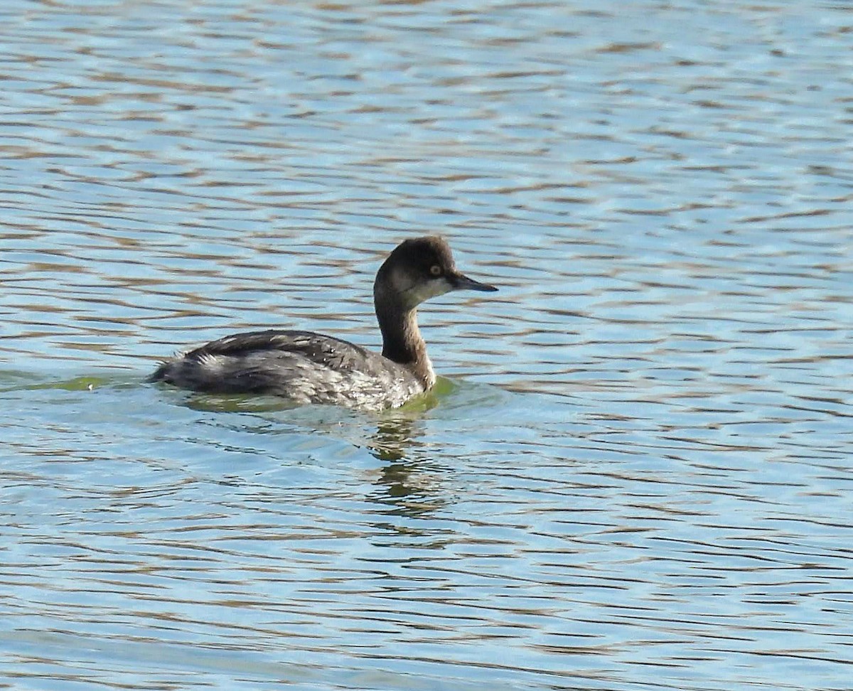 Grèbe à cou noir - ML645272926