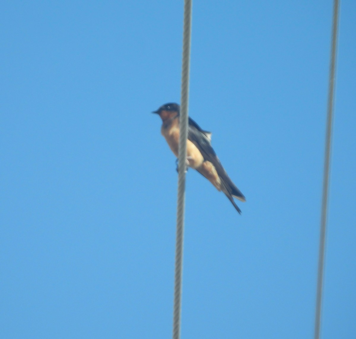 Barn Swallow - ML645272932