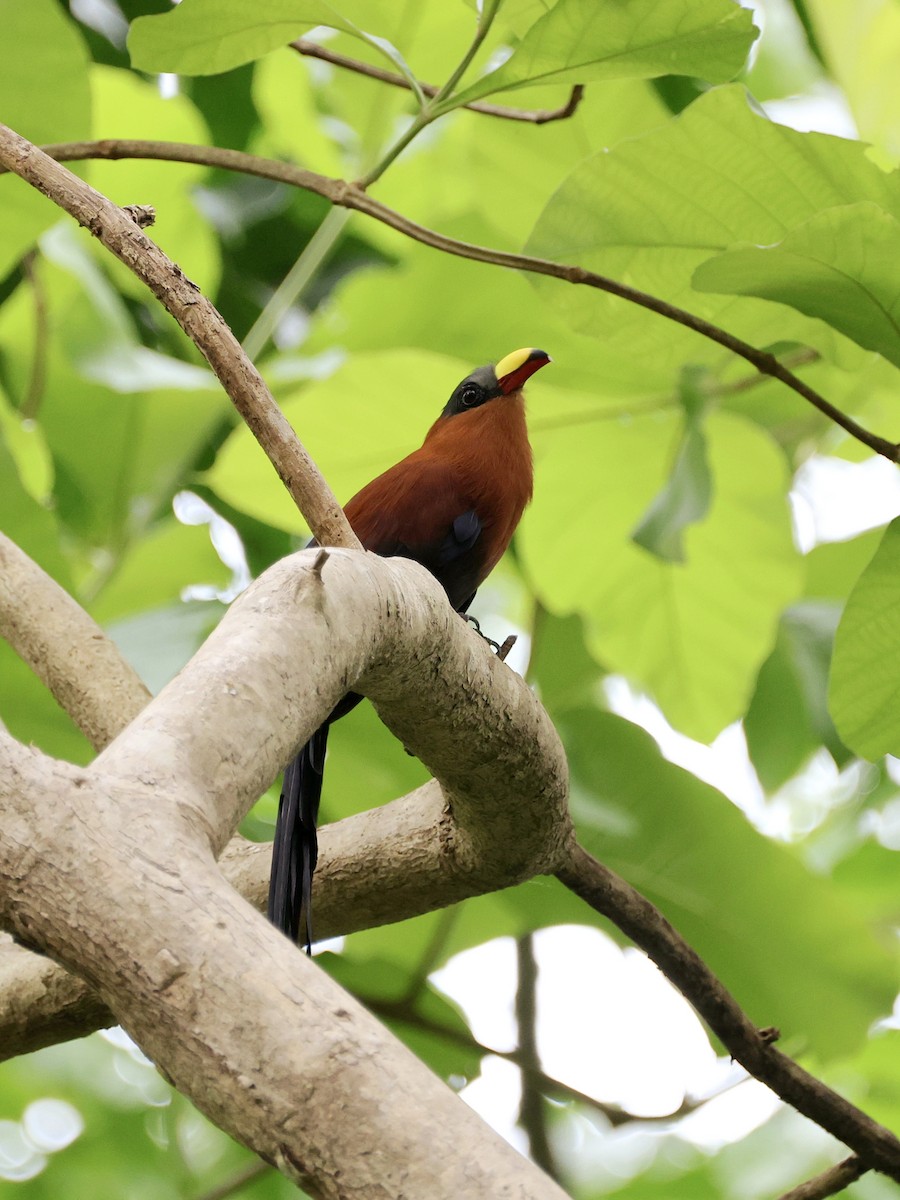 Buntschnabelkuckuck - ML645272941