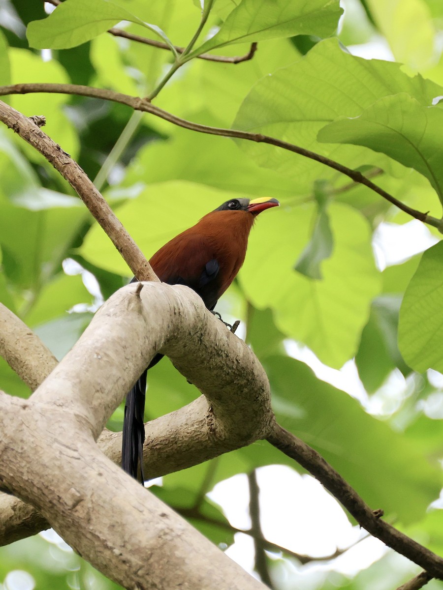 Buntschnabelkuckuck - ML645272942