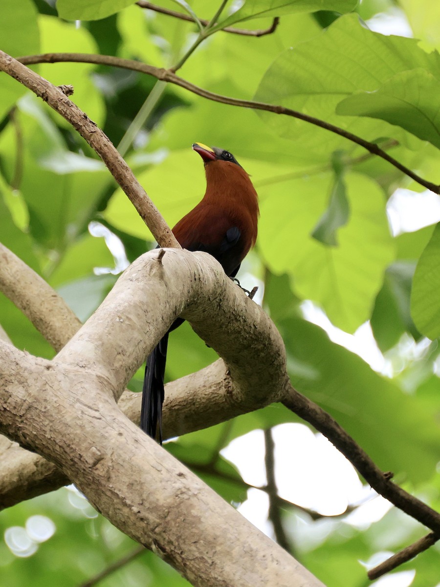 Buntschnabelkuckuck - ML645272943