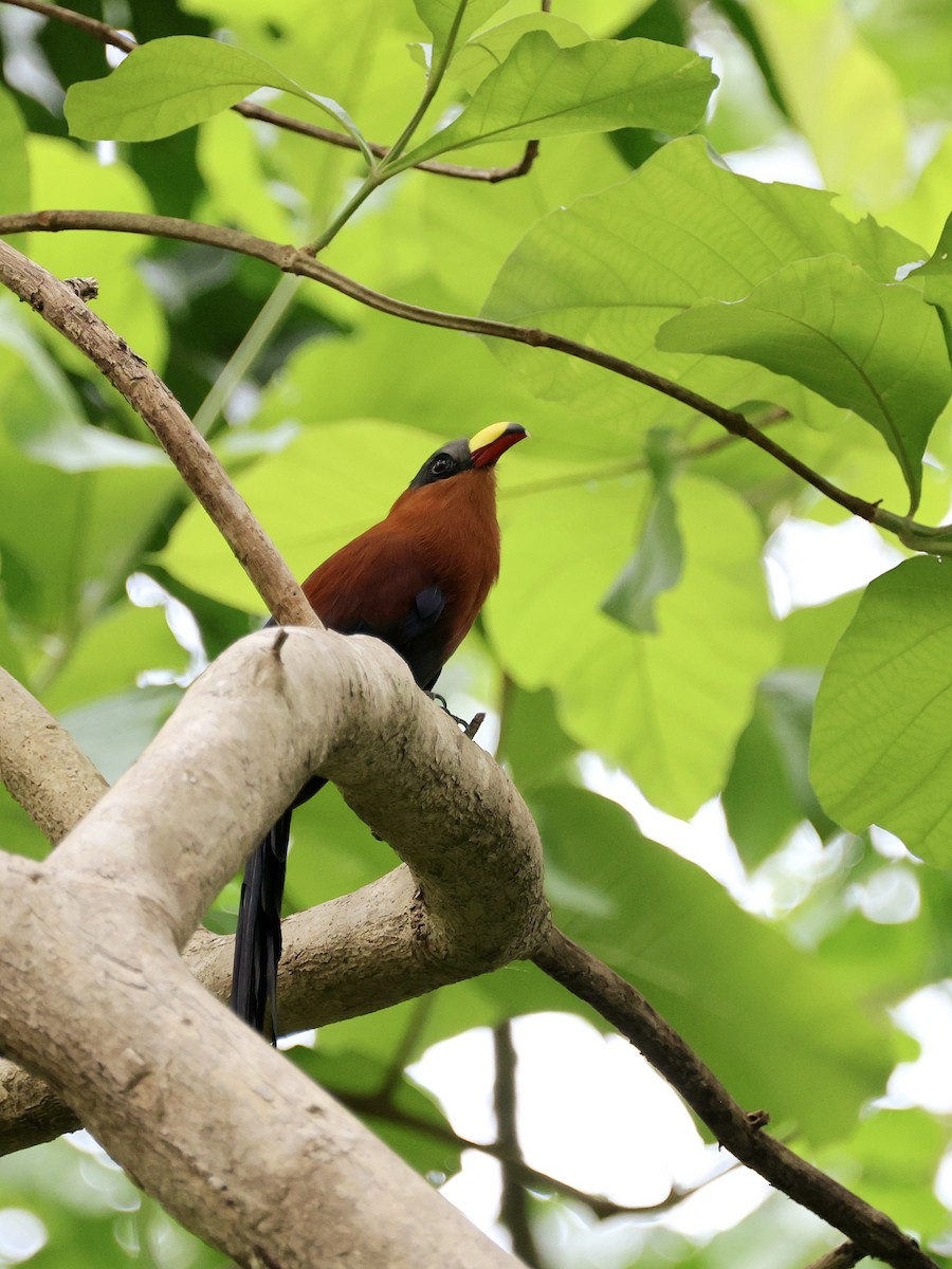 Buntschnabelkuckuck - ML645272944