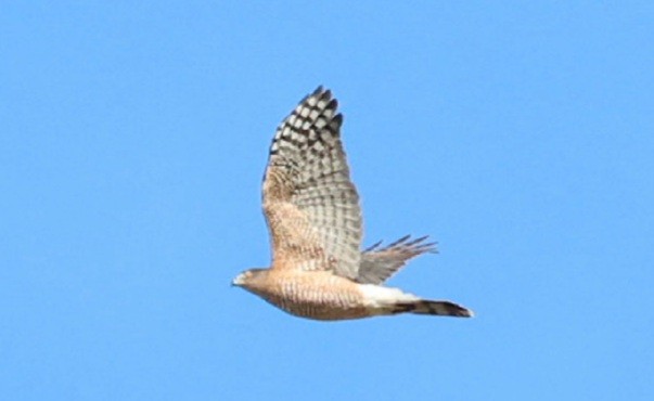 Cooper's Hawk - ML645272945