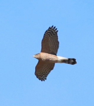 Cooper's Hawk - ML645272946
