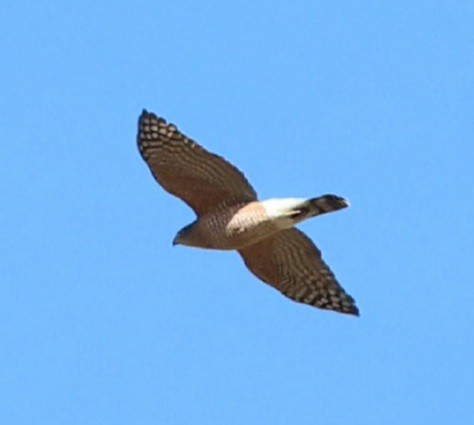 Cooper's Hawk - ML645272947