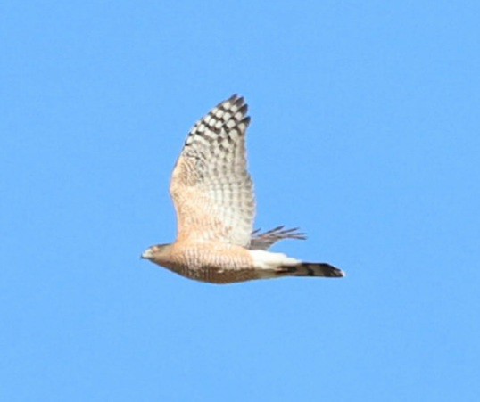Cooper's Hawk - ML645272948