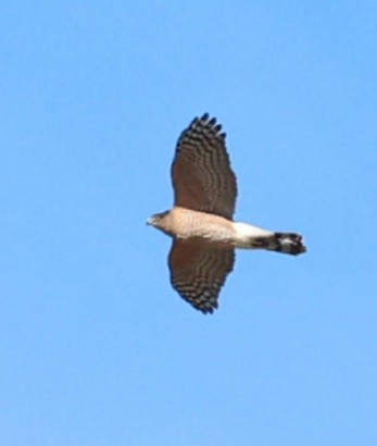 Cooper's Hawk - ML645272949