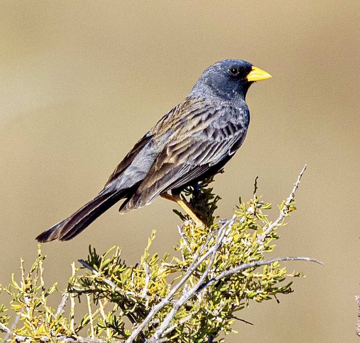 Carbonated Sierra Finch - ML645272950